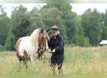 Rocky Mountain horse Croisé, Jument, 7 Ans, 148 cm, Pinto