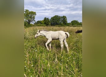 Rocky Mountain horse, Jument, Poulain (05/2026), Buckskin