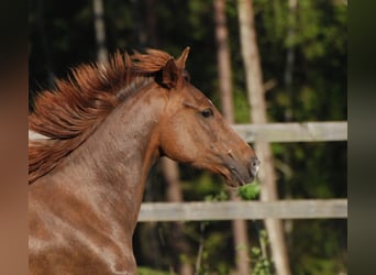 Rocky Mountain Horse, Klacz, 10 lat, 146 cm, Cisawa