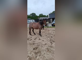 Rocky Mountain Horse, Klacz, 11 lat, 145 cm, Gniadodereszowata