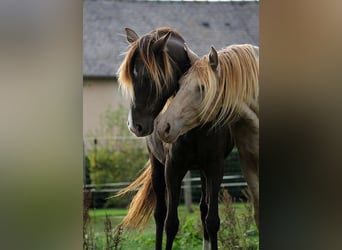 Rocky Mountain Horse, Klacz, 11 lat, 147 cm, Kara