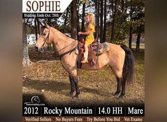 Rocky Mountain Horse, Klacz, 14 lat, 142 cm, Jelenia