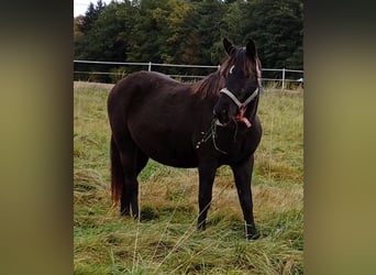 Rocky Mountain Horse, Klacz, 14 lat, 154 cm