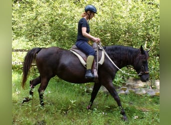 Rocky Mountain Horse, Klacz, 14 lat, 154 cm