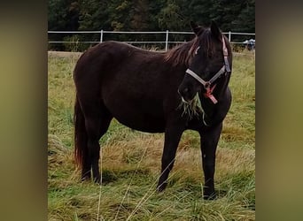 Rocky Mountain Horse, Klacz, 14 lat, 154 cm