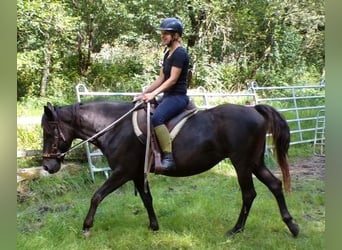 Rocky Mountain Horse, Klacz, 15 lat, 154 cm