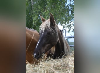 Rocky Mountain Horse, Klacz, 2 lat, 140 cm, Kara