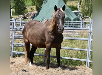 Rocky Mountain Horse, Klacz, 2 lat, 140 cm, Kara