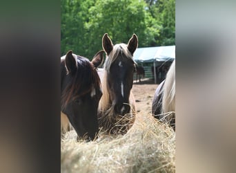 Rocky Mountain Horse, Klacz, 2 lat, 140 cm, Kara