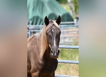 Rocky Mountain Horse, Klacz, 2 lat, 140 cm, Kara