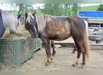 Rocky Mountain Horse, Klacz, 2 lat, 140 cm, Kara