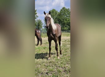 Rocky Mountain Horse, Klacz, 2 lat, 148 cm