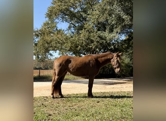 Rocky Mountain Horse, Klacz, 3 lat, 142 cm, Gniada
