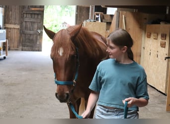 Rocky Mountain Horse, Klacz, 3 lat, 148 cm, Kasztanowata