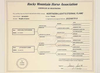 Rocky Mountain Horse, Klacz, 4 lat, 147 cm, Szampańska