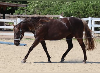 Rocky Mountain Horse, Klacz, 4 lat
