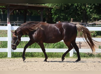 Rocky Mountain Horse, Klacz, 4 lat