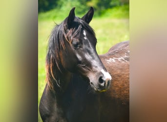 Rocky Mountain Horse, Klacz, 5 lat, 146 cm, Kara