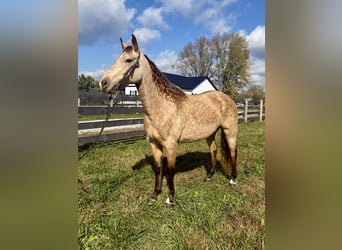 Rocky Mountain Horse, Klacz, 5 lat, 147 cm, Jelenia