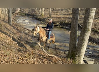 Rocky Mountain Horse, Klacz, 5 lat, 147 cm, Jelenia
