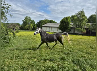 Rocky Mountain Horse Mix, Klacz, 6 lat, 150 cm, Karosiwa