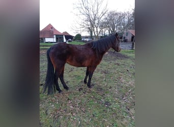 Rocky Mountain Horse, Klacz, 6 lat, 152 cm, Gniada
