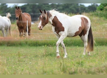 Rocky Mountain Horse Mix, Klacz, 7 lat, 148 cm, Srokata
