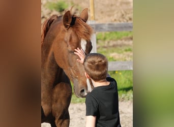 Rocky Mountain Horse, Mare, 10 years, 14.1 hh, Sorrel