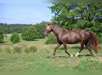 Rocky Mountain Horse, Mare, 11 years, 14.1 hh, Black