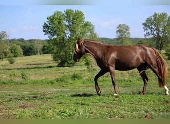 Rocky Mountain Horse, Mare, 11 years, 14.1 hh, Black