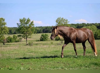 Rocky Mountain Horse, Mare, 11 years, 14.1 hh, Black