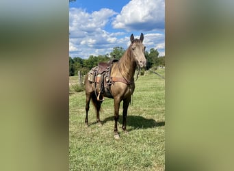 Rocky Mountain Horse, Mare, 11 years, 14,3 hh, Champagne