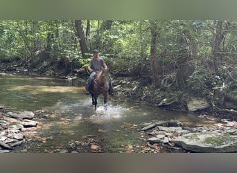 Rocky Mountain Horse, Mare, 11 years, 14,3 hh, Champagne