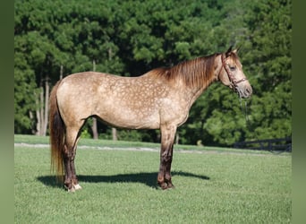 Rocky Mountain Horse, Mare, 12 years, Buckskin