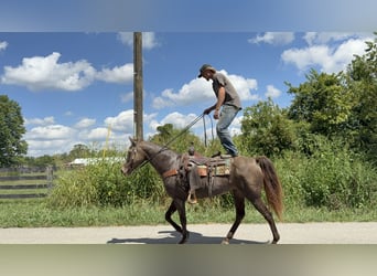 Rocky Mountain Horse, Mare, 12 years, Champagne