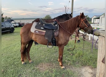 Rocky Mountain Horse, Mare, 13 years, 15 hh