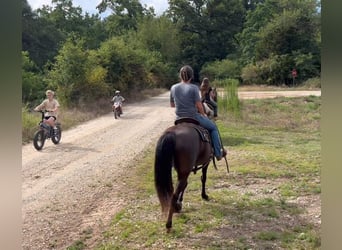Rocky Mountain Horse, Mare, 14 years, 14 hh, Black