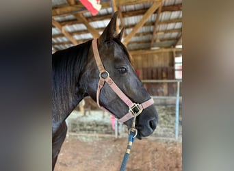 Rocky Mountain Horse, Mare, 14 years, 14 hh, Black