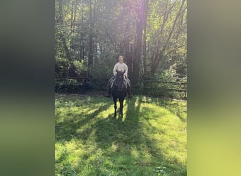 Rocky Mountain Horse, Mare, 14 years, 15 hh