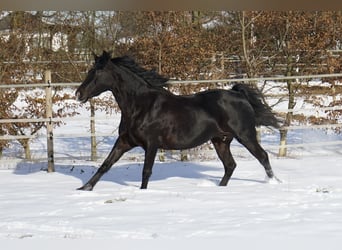 Rocky Mountain Horse, Mare, 17 years, 14.2 hh, Black