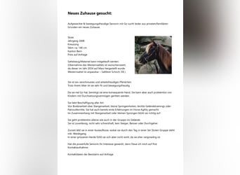 Rocky Mountain Horse Mix, Mare, 18 years, 14.2 hh, Chestnut