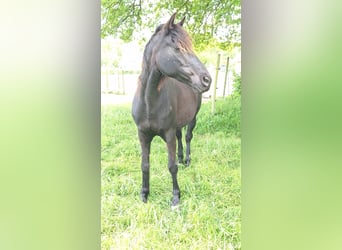 Rocky Mountain Horse, Mare, 19 years, 14.2 hh, Black