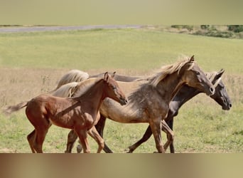 Rocky Mountain Horse, Mare, 1 year, 13,2 hh, Black