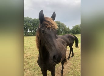 Rocky Mountain Horse, Mare, 1 year, 14,2 hh, Black