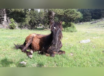 Rocky Mountain Horse, Mare, 1 year, Black