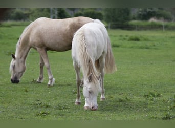 Rocky Mountain Horse, Mare, 1 year, Cremello