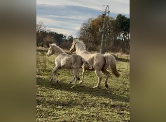 Rocky Mountain Horse, Mare, 1 year, Cremello