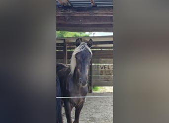 Rocky Mountain Horse, Mare, 2 years, 14,2 hh