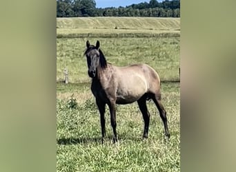 Rocky Mountain Horse Mix, Mare, 2 years, 15.1 hh, Grullo