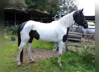 Rocky Mountain Horse, Mare, 2 years, 15.1 hh, Pinto
